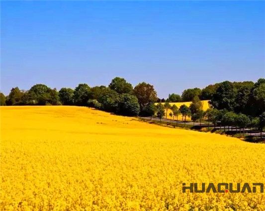 華全牌120kw玉柴系列發電機組在河南許昌觀賞油菜花